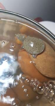 Image of Spotted softshell turtle