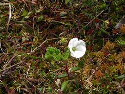 Rubus chamaemorus L. resmi