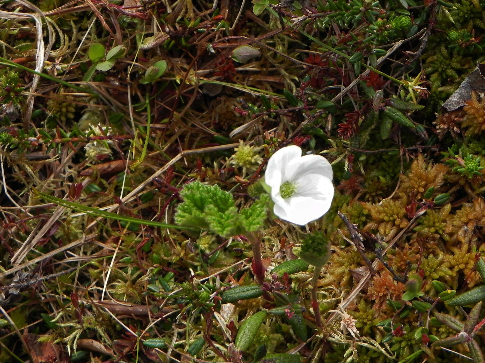 Image of cloudberry