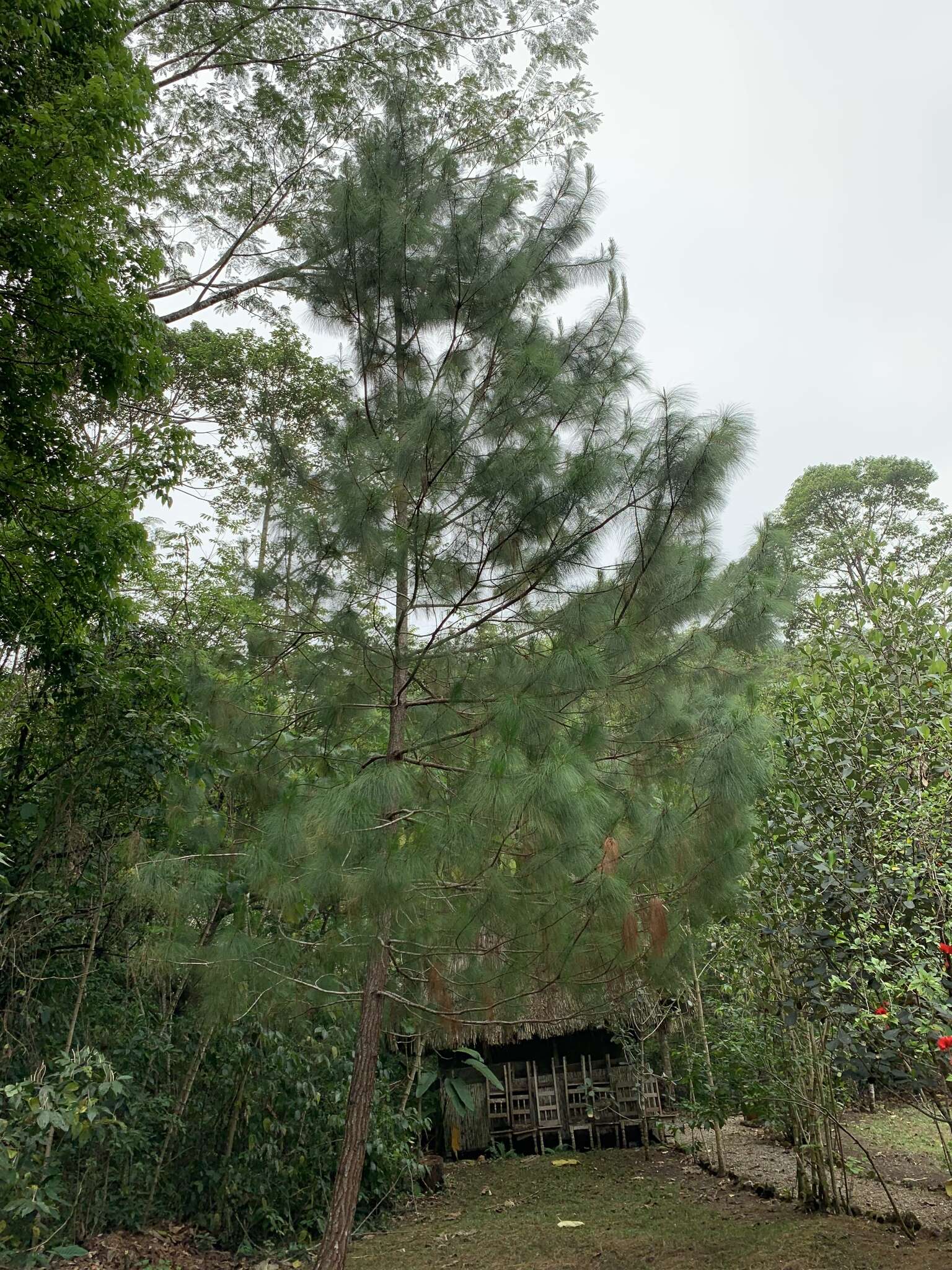 Image of Thin-leaf Pine