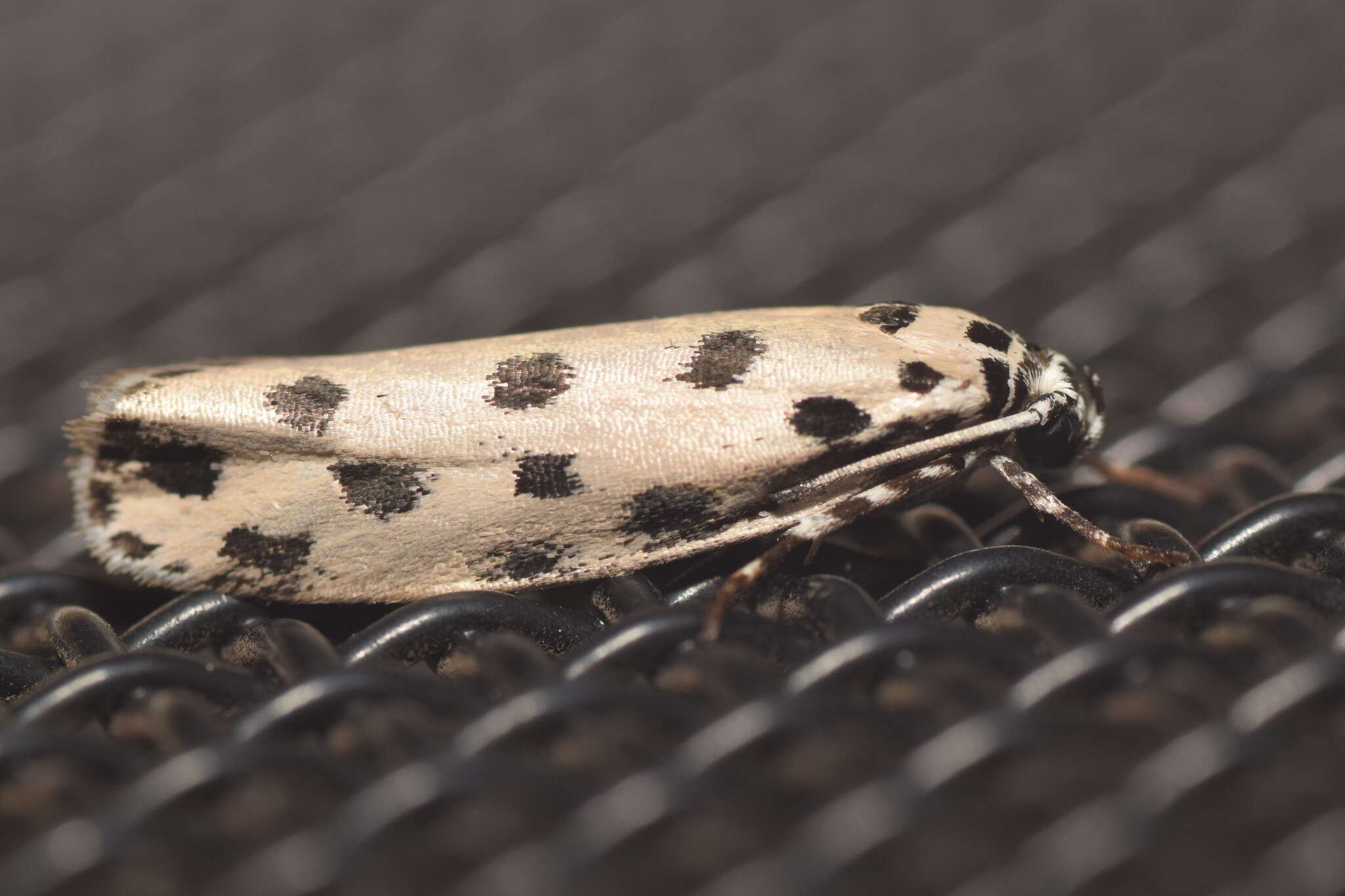 Ethmia sphaerosticha Meyrick 1886的圖片