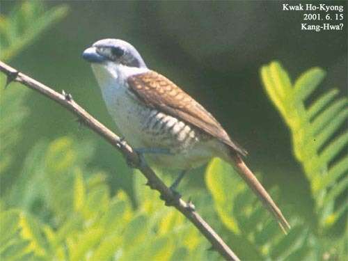 Image of Tiger Shrike