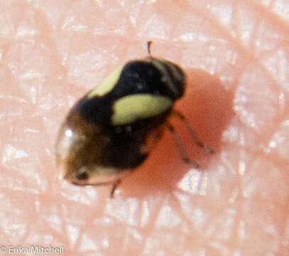 Image of Dogwood Spittlebug