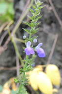 Image of Salvia longispicata M. Martens & Galeotti