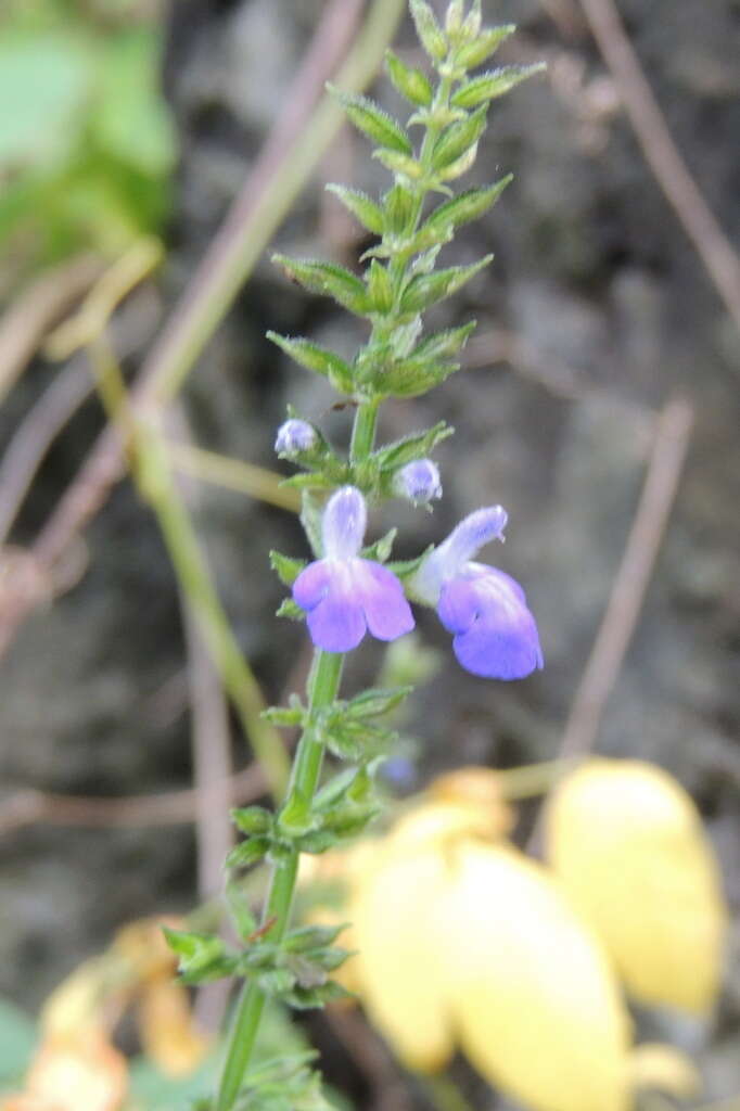 Image of Salvia longispicata M. Martens & Galeotti