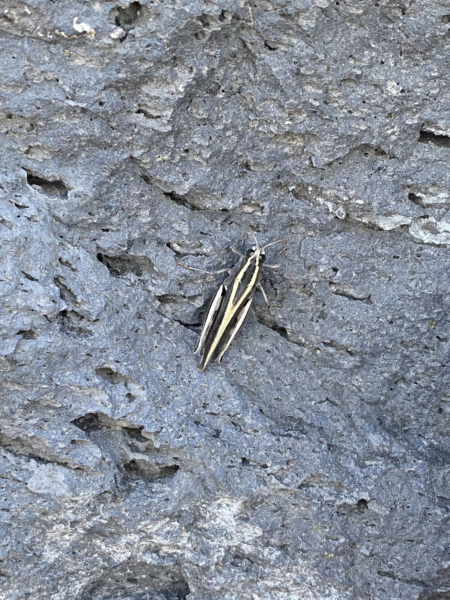 Image of Canarian Pincer Grasshopper