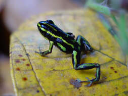 Image of Yellow-bellied Poison Frog