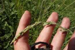 Image de Silene chlorantha (Willd.) Ehrh.