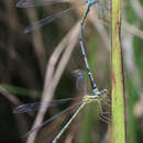 Imagem de Lestes nigriceps Fraser 1924