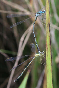 Image of Lestes nigriceps Fraser 1924