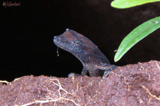 Imagem de Anolis meridionalis Boettger 1885