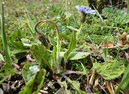 Image de Melanoseris qinghaica (S. W. Liu & T. N. Ho) N. Kilian & Ze H. Wang