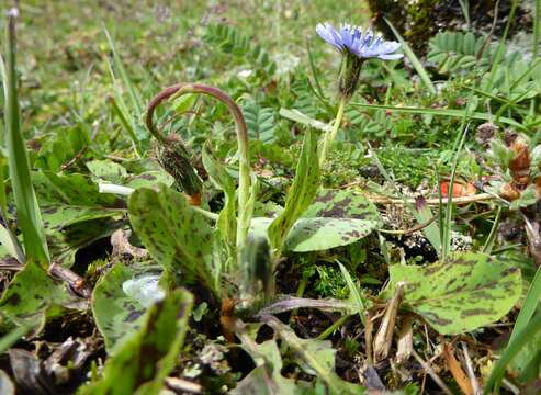 صورة Melanoseris qinghaica (S. W. Liu & T. N. Ho) N. Kilian & Ze H. Wang