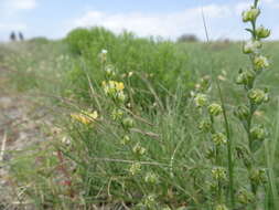Image of flatspine stickseed