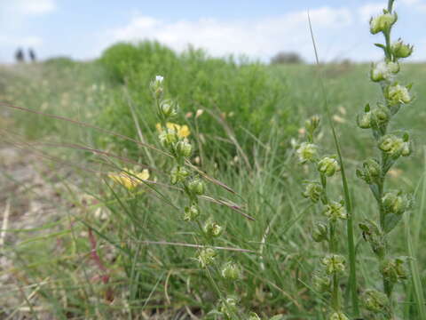 Lappula occidentalis var. cupulata (A. Gray) Higgins resmi