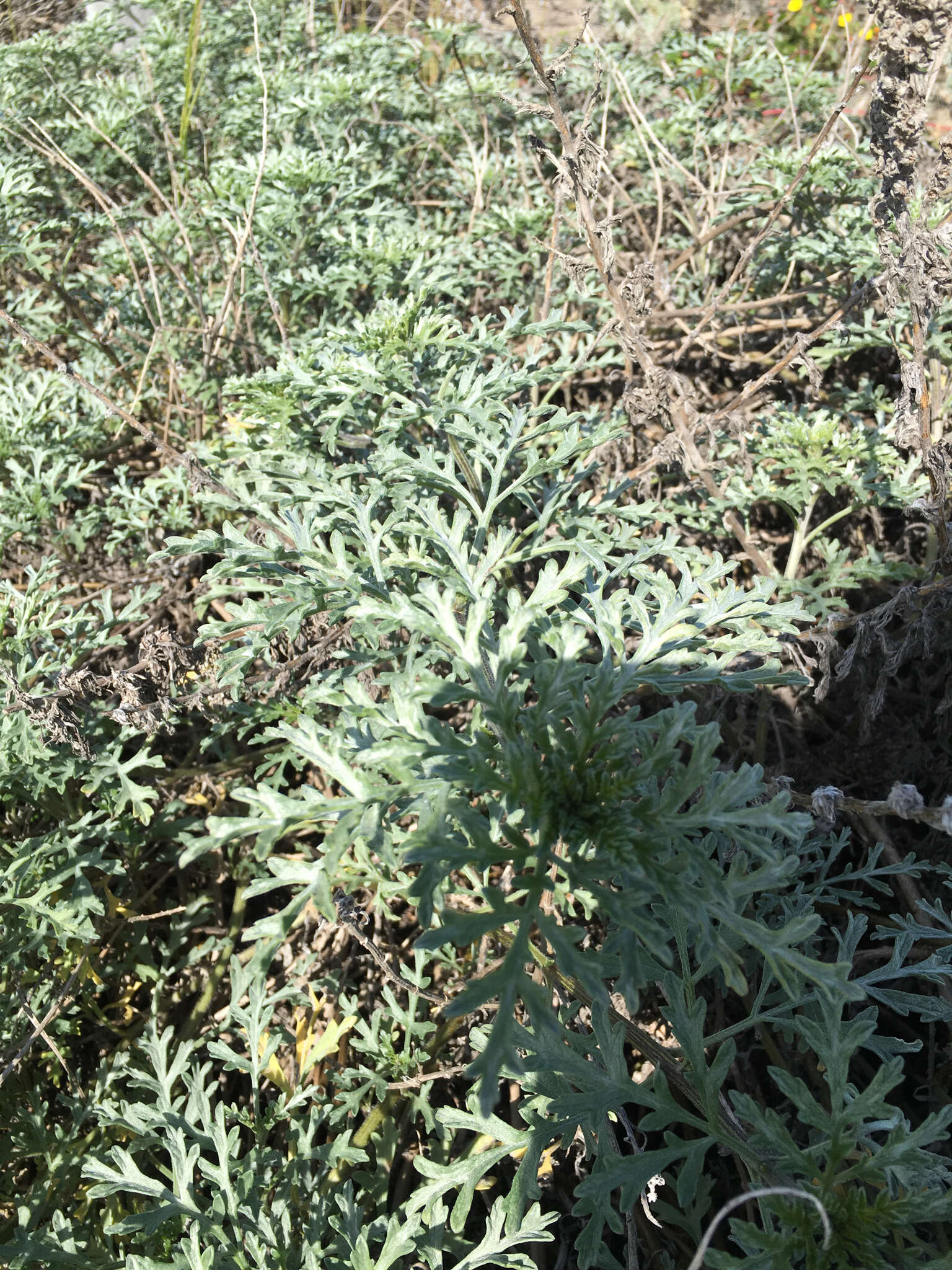 Image of silver bur ragweed