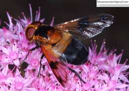 Image of Volucella tabanoides Motschulsky 1859