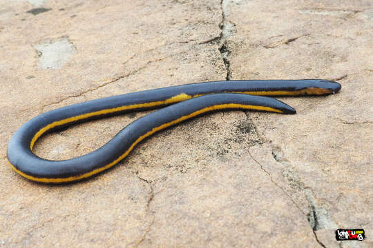 Image of Koa Tao Island Caecilian