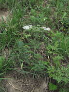 Heracleum chorodanum (Hoffm.) DC.的圖片