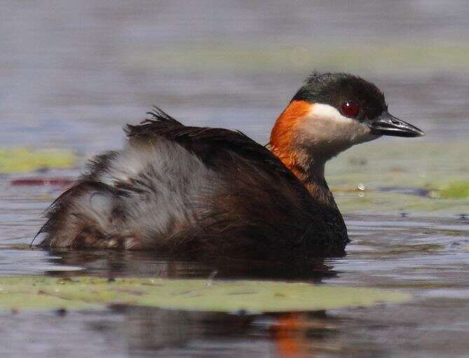 صورة Tachybaptus pelzelnii (Hartlaub 1861)