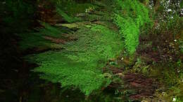 Image de Hymenophyllum pulcherrimum Col.