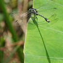 Image of Burmagomphus asahinai Kosterin, Makbun & Dawwrueng 2012