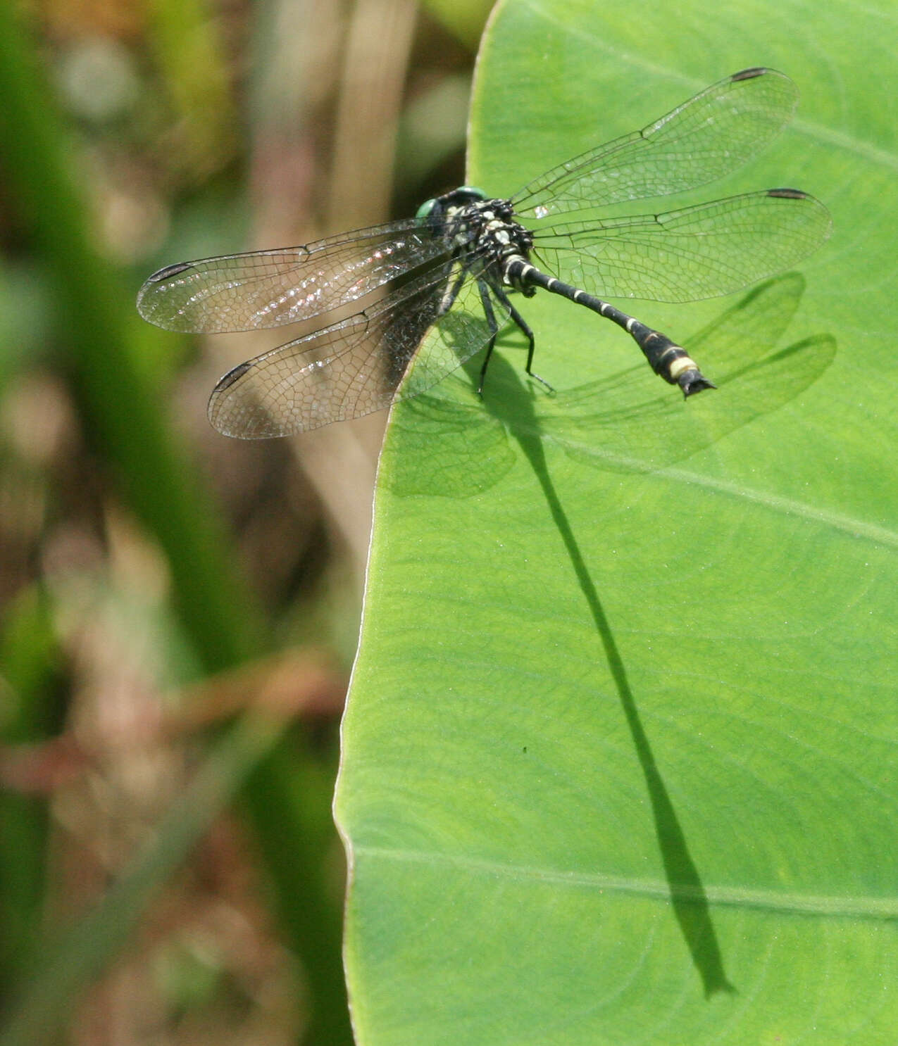 Image of Burmagomphus asahinai Kosterin, Makbun & Dawwrueng 2012