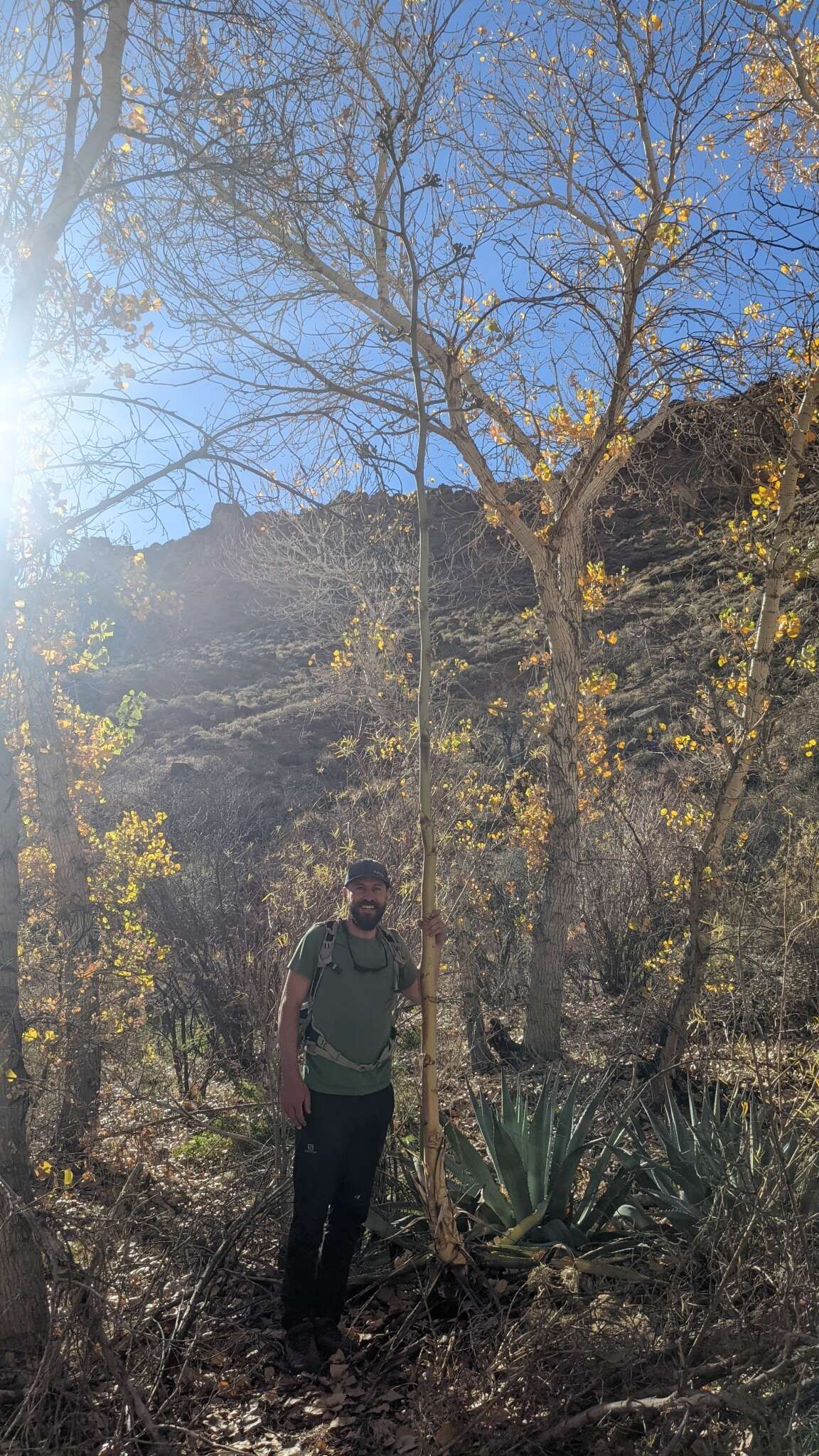 Image of Grand Canyon century plant