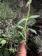 Image of low beardtongue