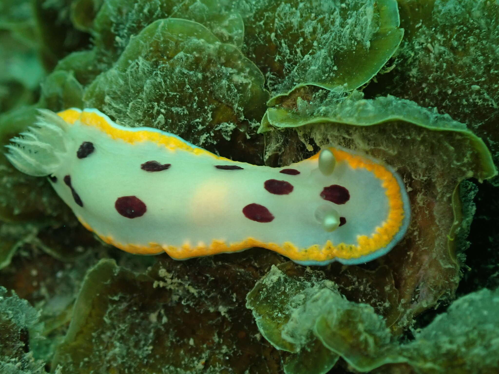 Image of Goniobranchus tumuliferus (Collingwood 1881)