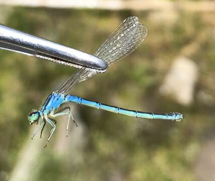 Image of Ornate Bluet