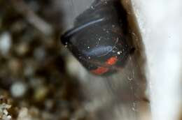 صورة Latrodectus katipo Powell 1871