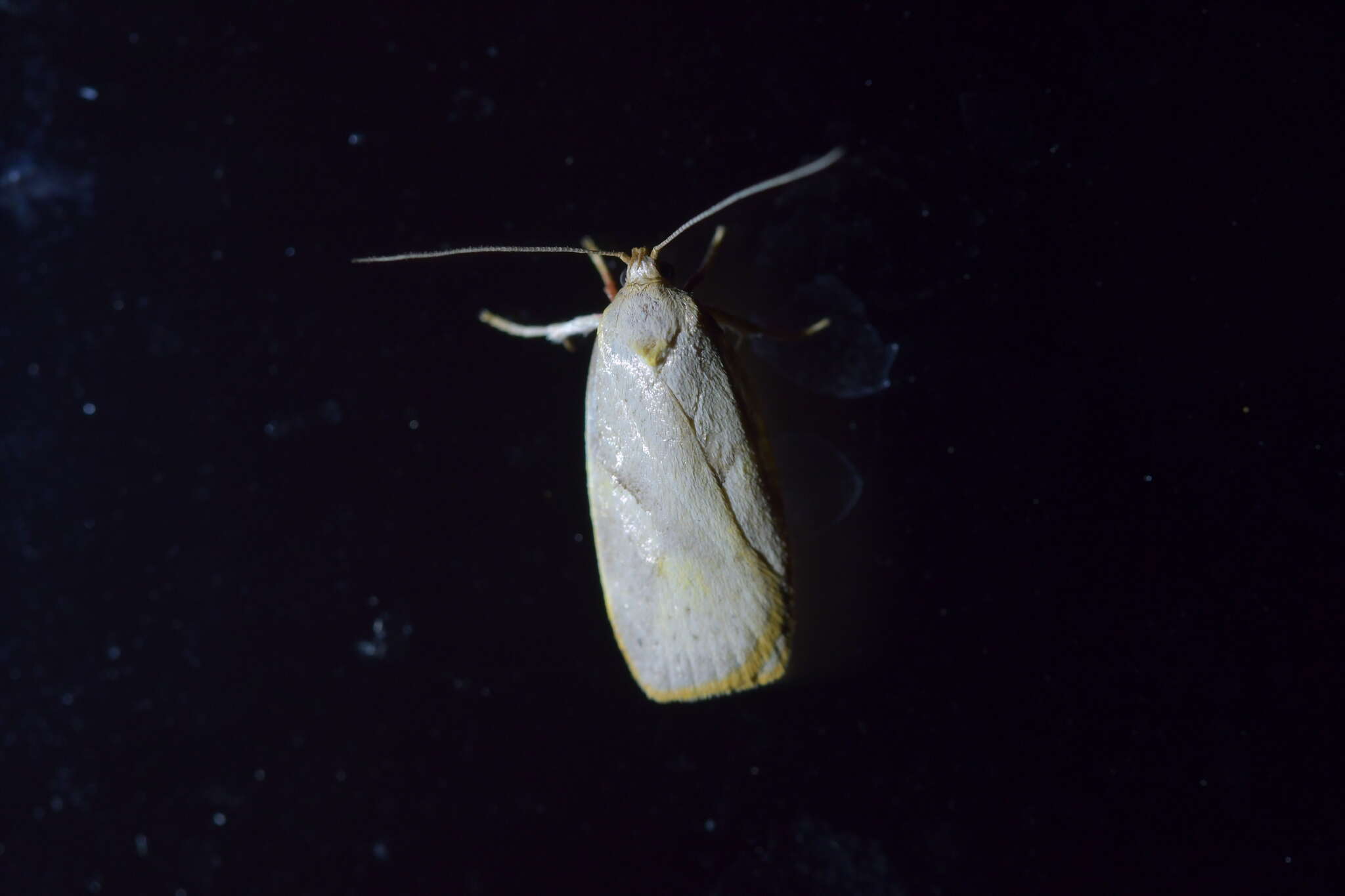 Image of Mountain Beech Flat Moth