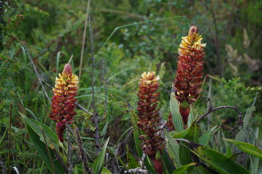 Imagem de Elleanthus arpophyllostachys (Rchb. fil.) Rchb. fil.