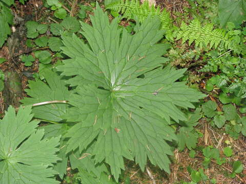 صورة Aconitum lycoctonum subsp. moldavicum (Hacq.) J. Jalas