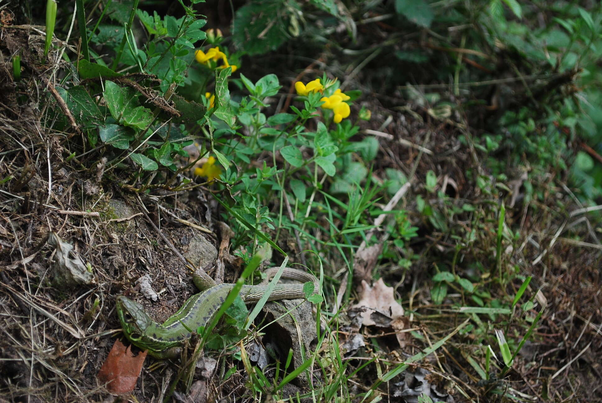 Image of Lacerta bilineata bilineata Daudin 1802