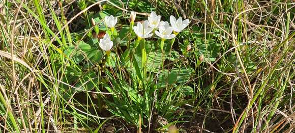 Image of Geissorhiza setacea (Thunb.) Ker Gawl.