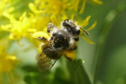 Image of Callandrena Cockerell 1898