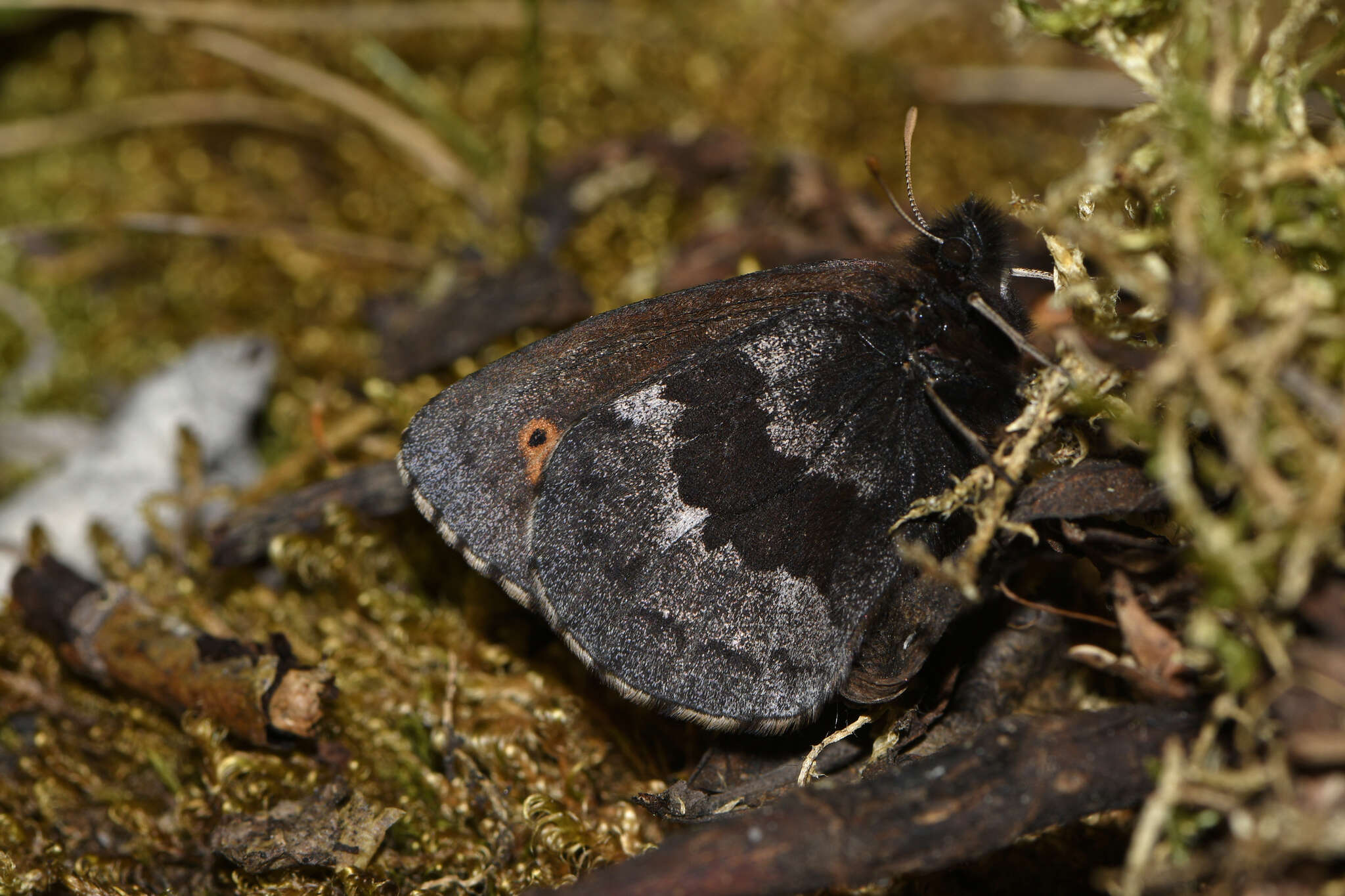 Image of Erebia disa steckeri W. Holland 1930