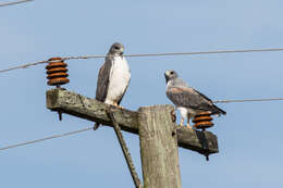 Image of White-tailed Hawk