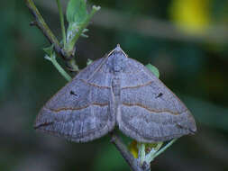 Sivun Scotopteryx mucronata Scopoli 1763 kuva