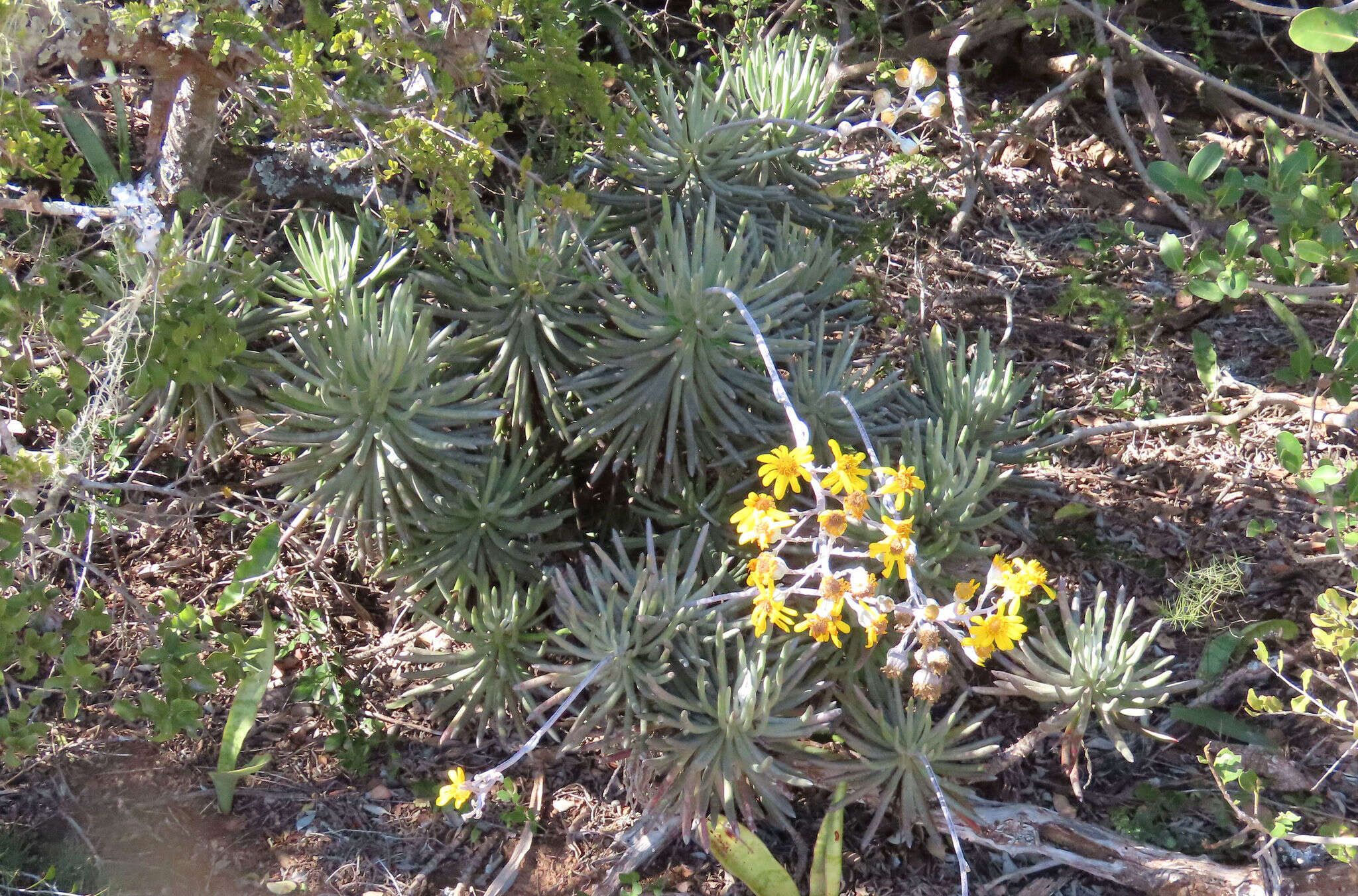 Image of Caputia pyramidata (DC.) B. Nord. & Pelser