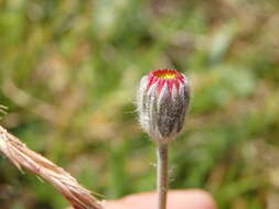 صورة Pilosella pseudopilosella (Ten.) Sojak