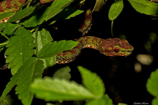 Trimeresurus flavomaculatus (Gray 1842) resmi