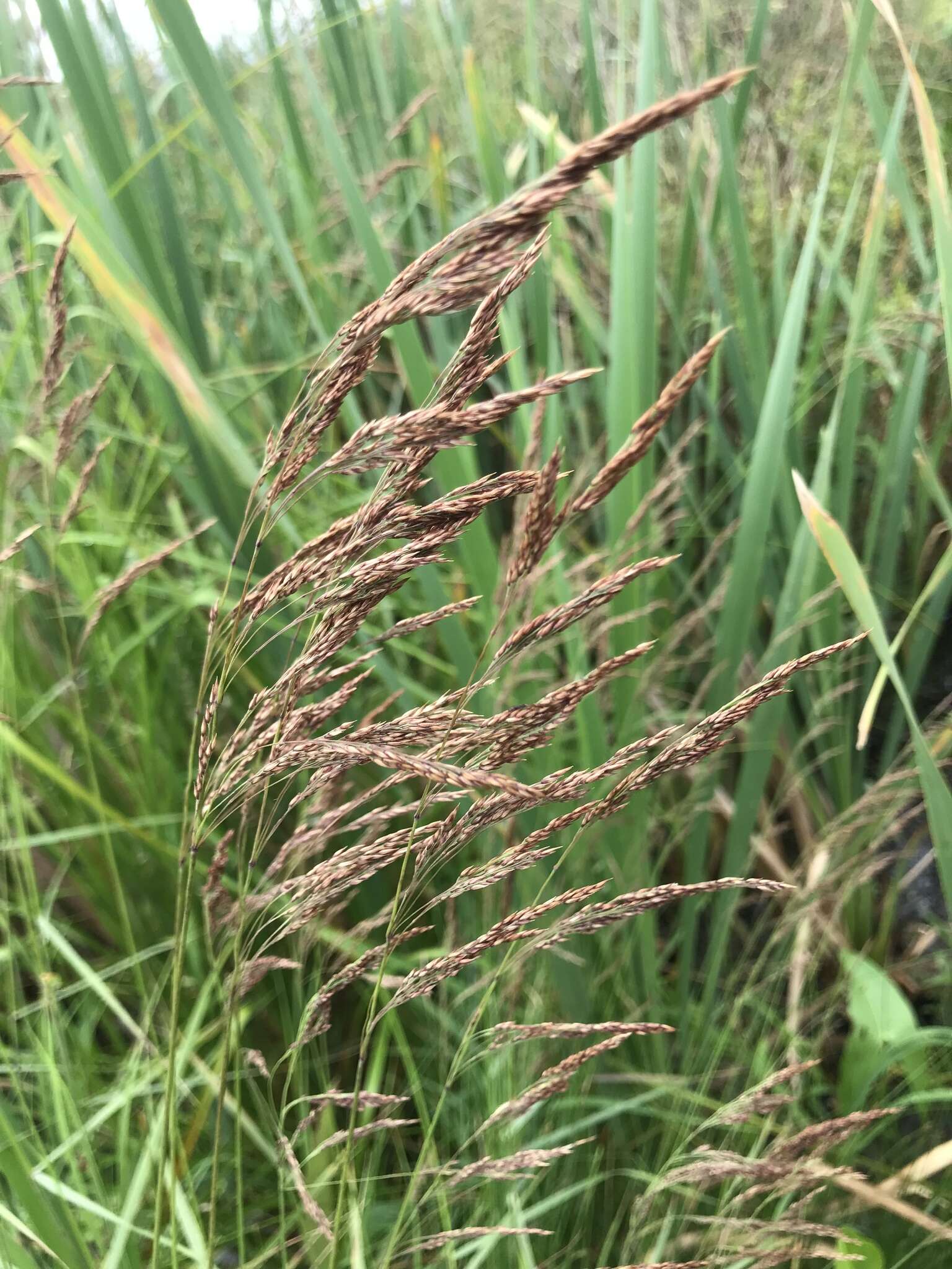 Image of Calamagrostis canadensis (Michx.) P. Beauv.