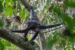 Image of White-cheeked Spider Monkey