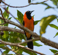 Imagem de Icterus croconotus (Wagler 1829)