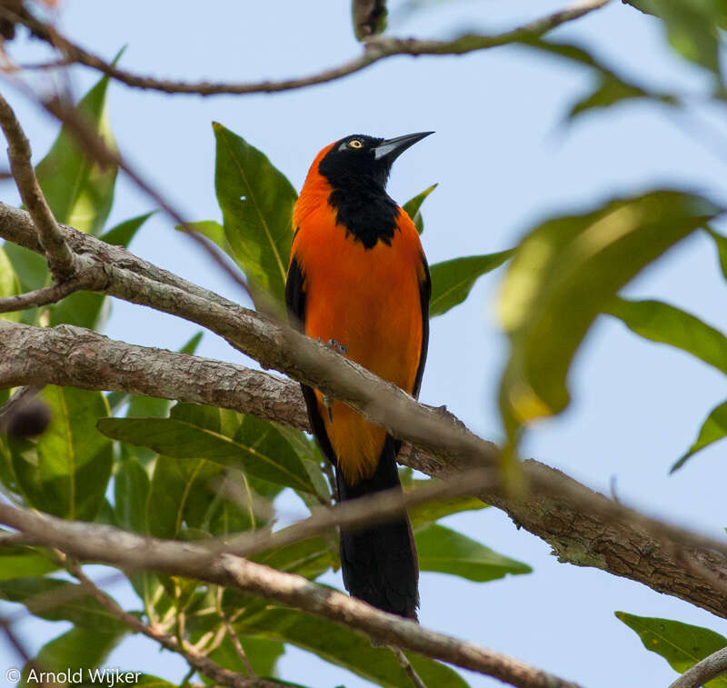 Imagem de Icterus croconotus (Wagler 1829)