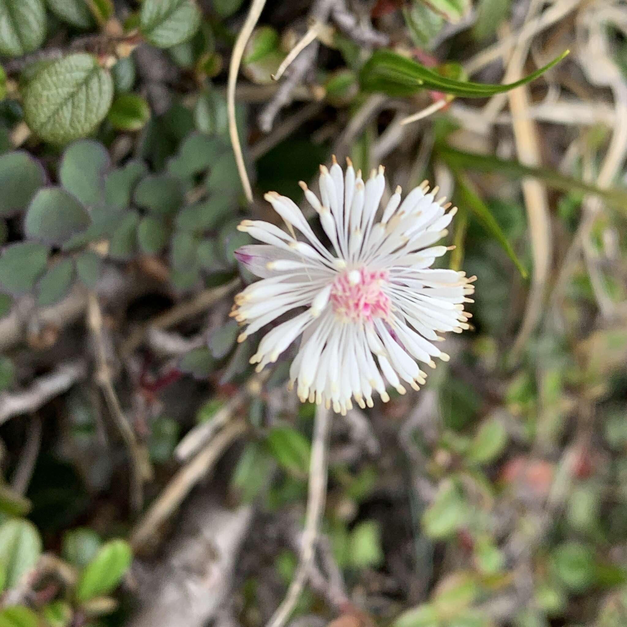 Image of Thalictrum rubescens Ohwi