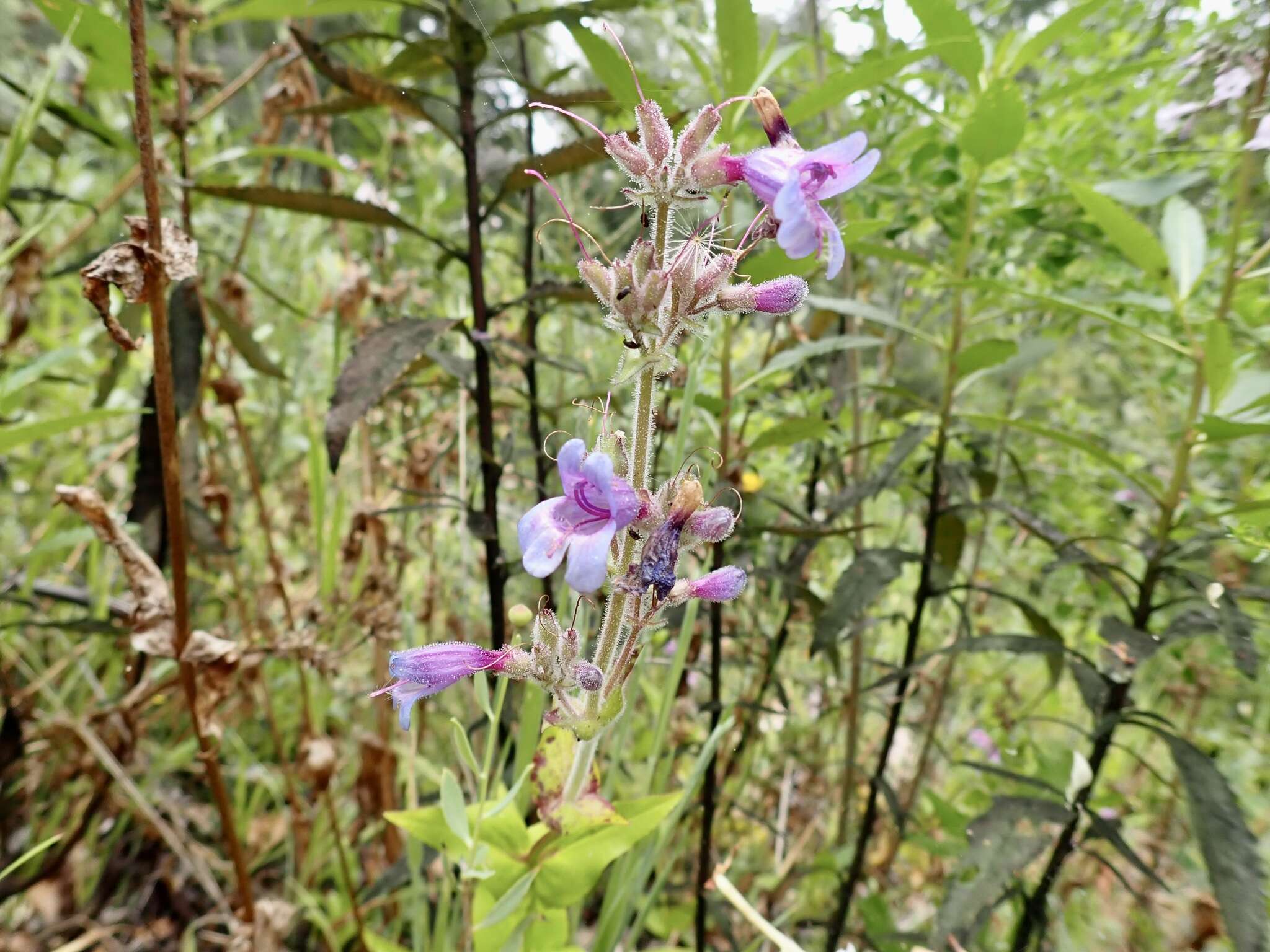 Image of Rattan's beardtongue